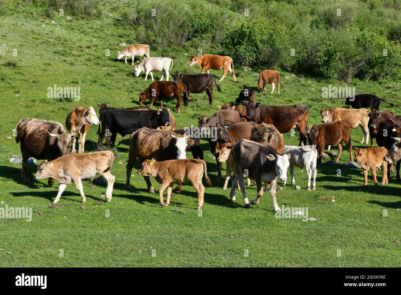 Herd of cows in a mountain pasture Stock Photo - Alamy