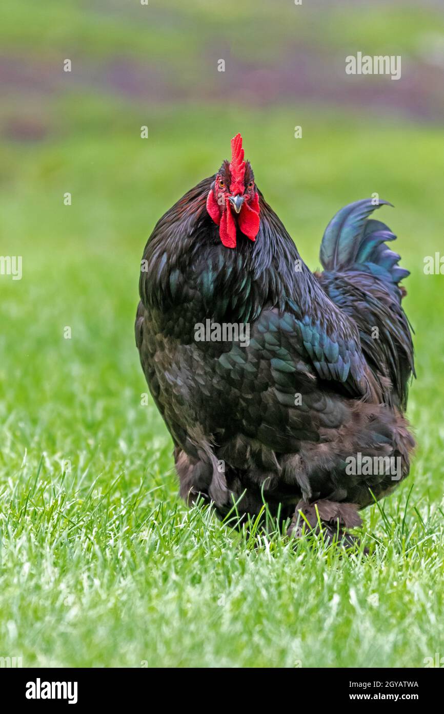 Black Orpington chicken in a green farmland Stock Photo