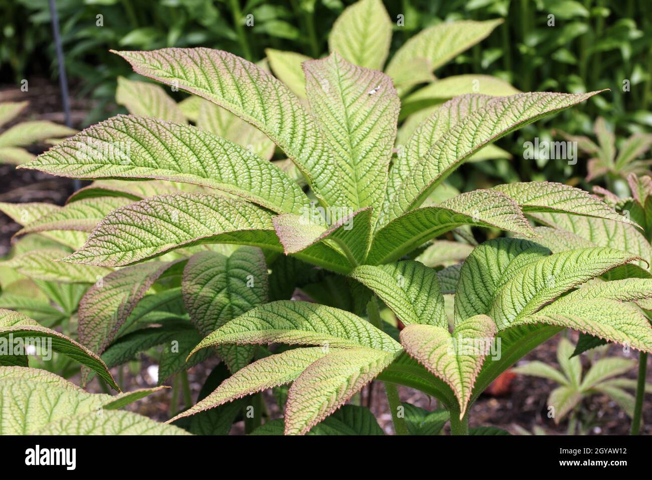 Chestnut leaved rodgersia, Rodgersia aesculifolia, leaves with bronze colour on the margins and a background of leaves. Stock Photo