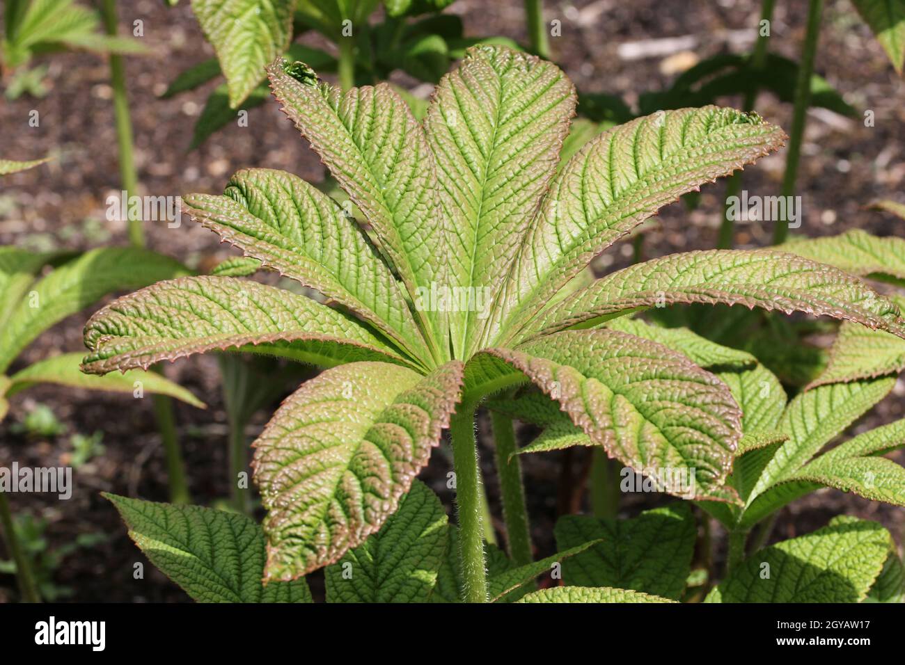 Chestnut leaved rodgersia, Rodgersia aesculifolia, leaves with bronze colour on the margins and a background of leaves. Stock Photo