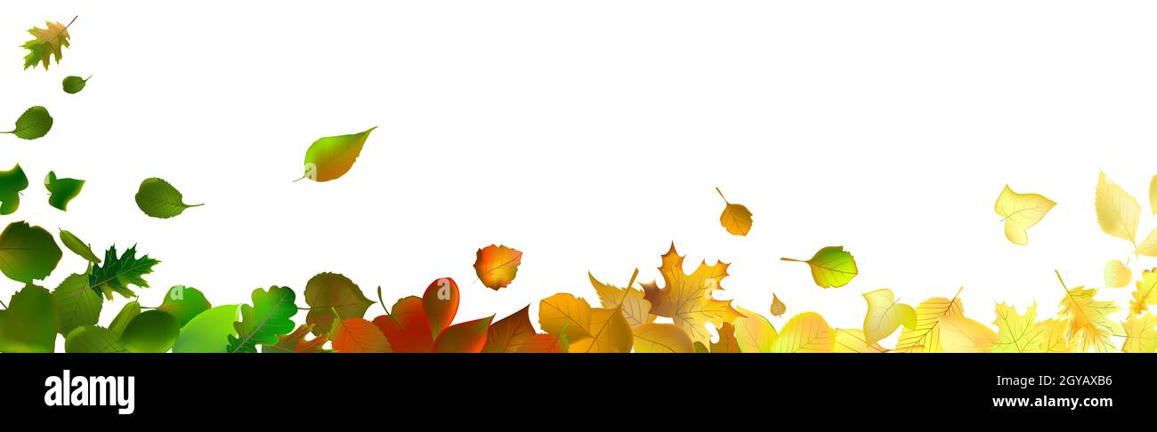 Realistic autumn red and yellow leaves on a light background - Vector ...