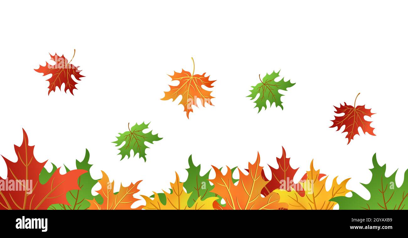 Realistic autumn maple leaves on a white background - Vector ...
