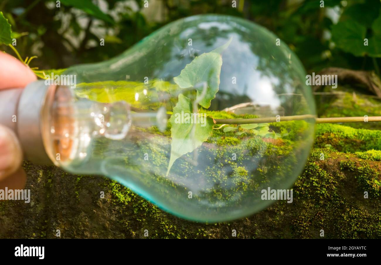 Fresh green leaves growing inside a fluorescent light bulb in sunlight ...