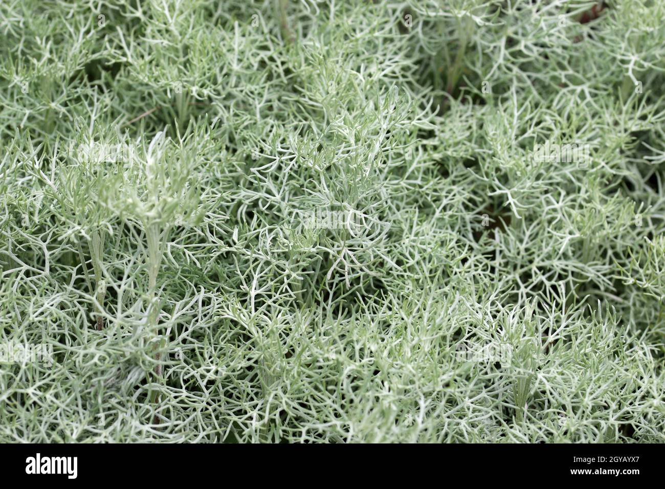 Arctic sage, also known as prairie sagewort, Artemisia frigida, leaves with no flowers and a background of leaves blurred around the edges. Stock Photo