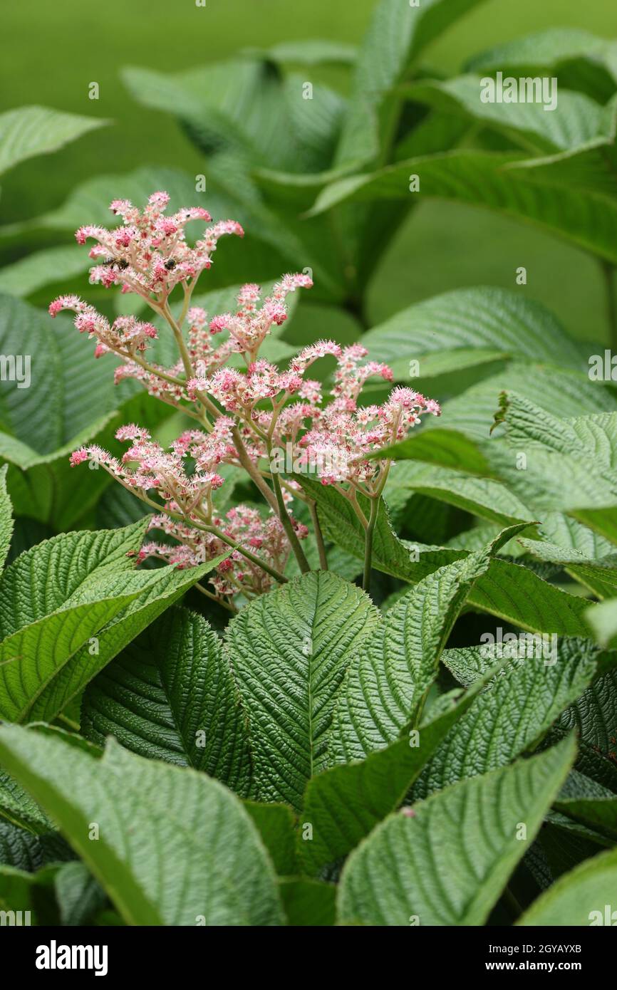 Henrys chestnut leaved rodgersia, Rodgersia aesculifolia variety Henrici, leaves and flowers and a background of blurred leaves. Stock Photo
