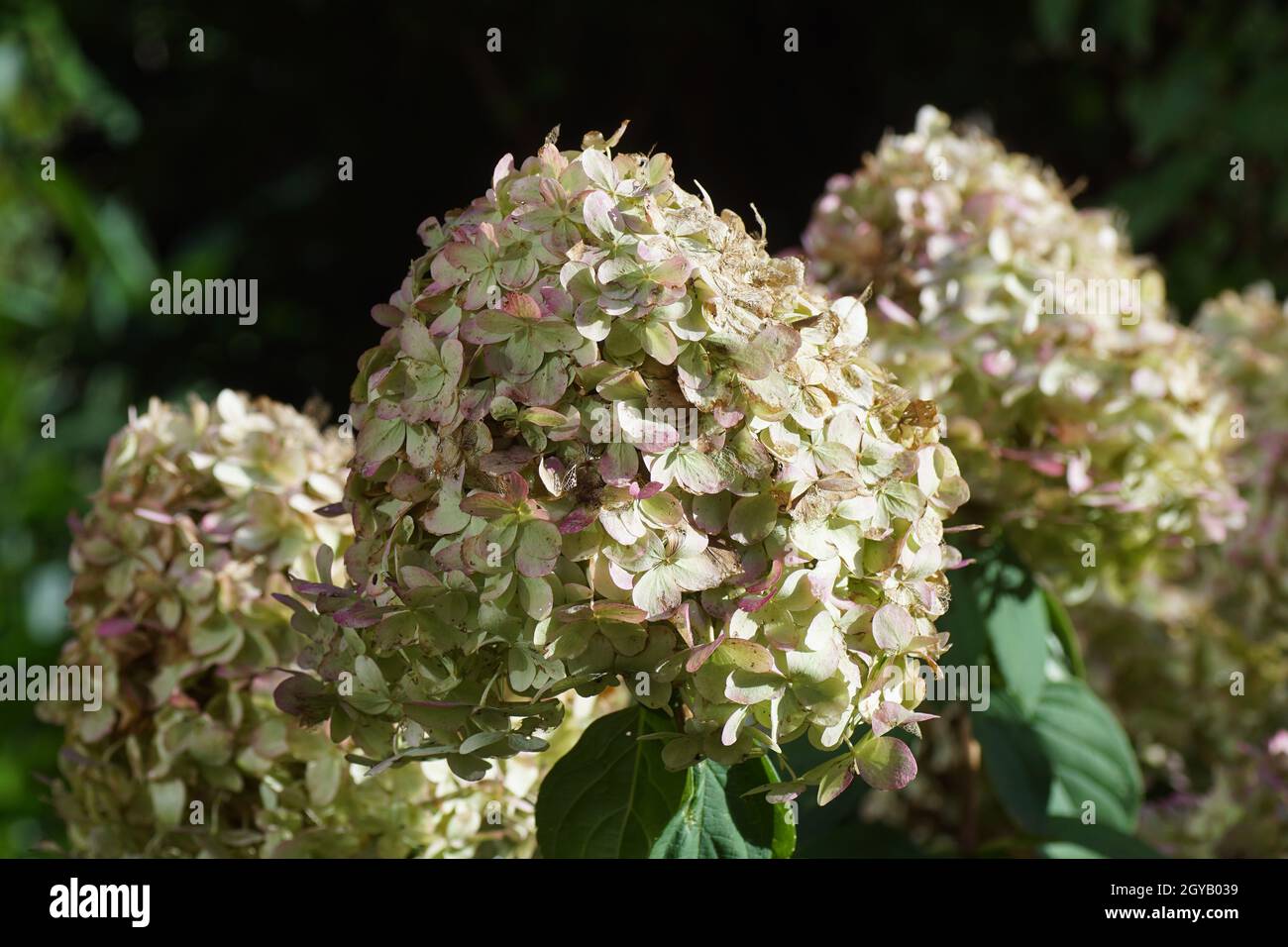 Discolored light limegreen flowers of Hydrangea (Hydrangea paniculata