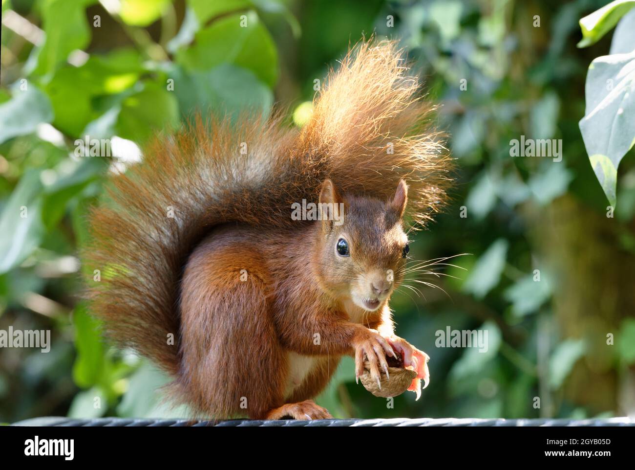 terrified little squirrel holds a cracked walnut in its paws Stock