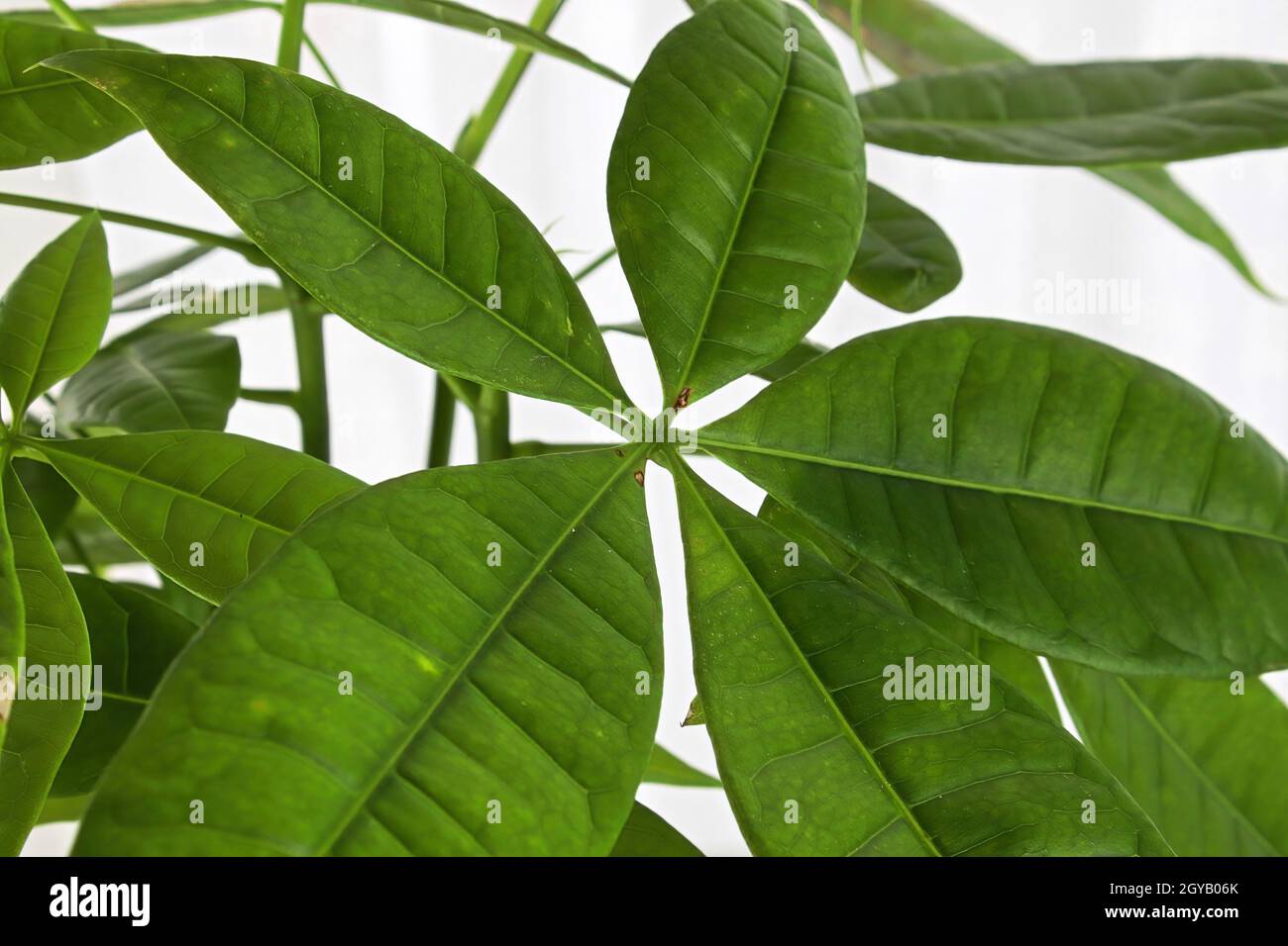 mini monstera rhaphidophora tetrasperma Mini Monstera  Plant Detectives