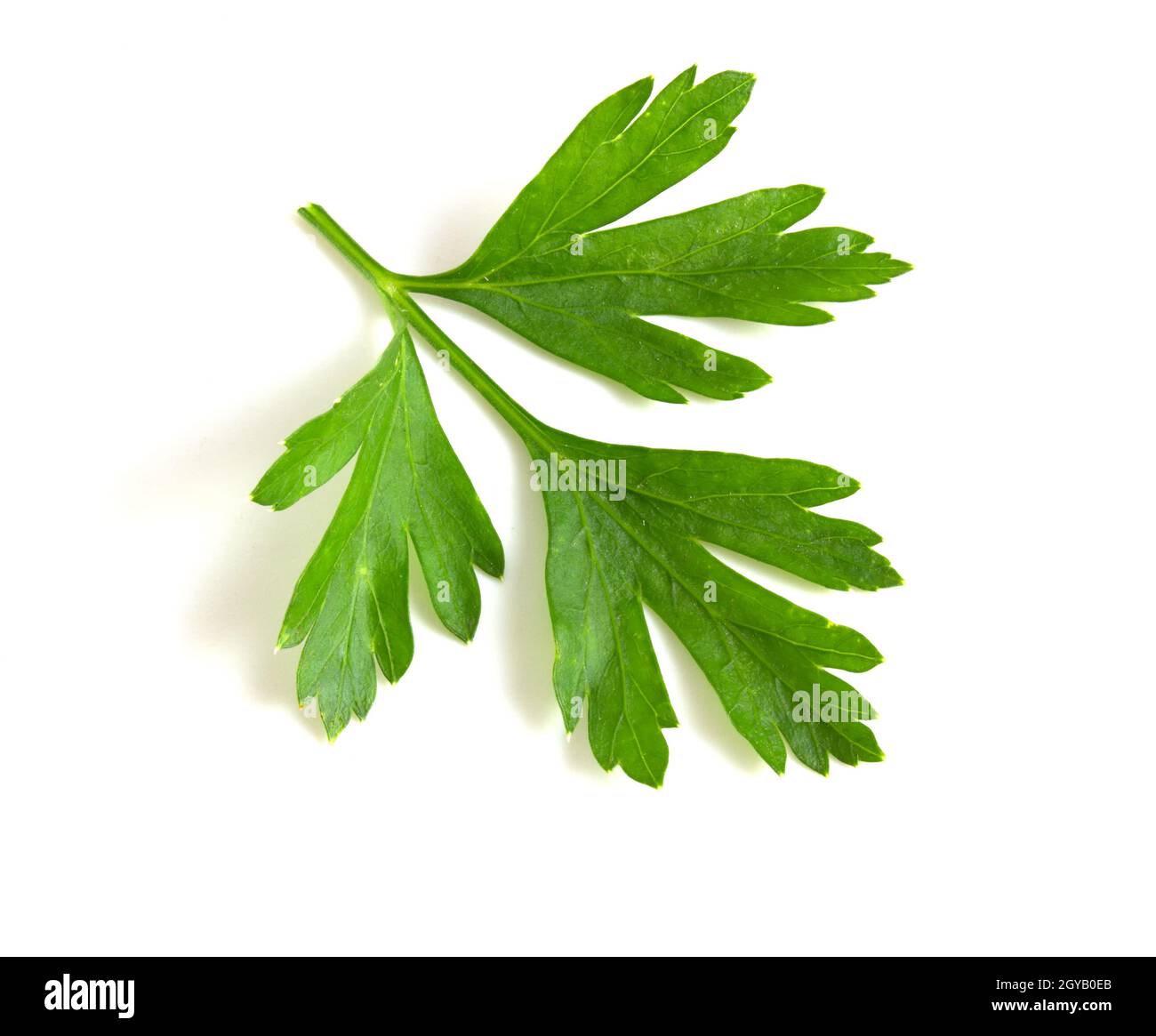 Twig of green parsley isolated on white close up. Selective focus. Stock Photo
