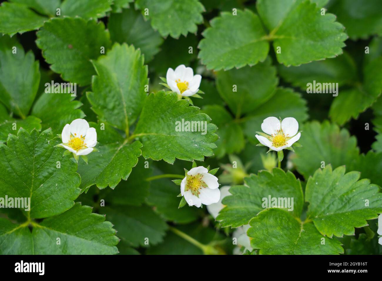 Flowers of a young strawberry plant Stock Photo - Alamy