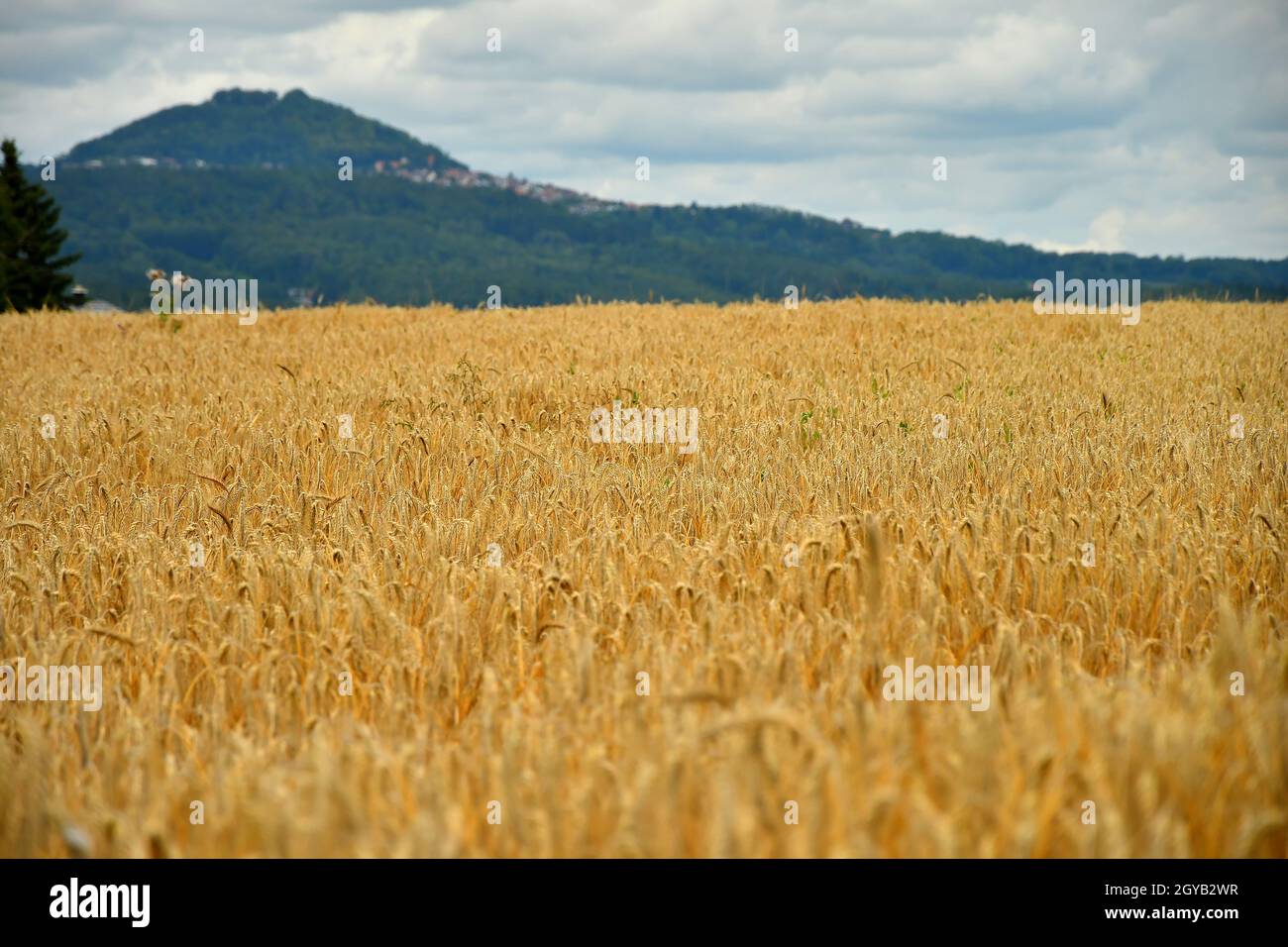 wheat with a panoramic view to famous emperor hill Hohenstaufen Stock Photo