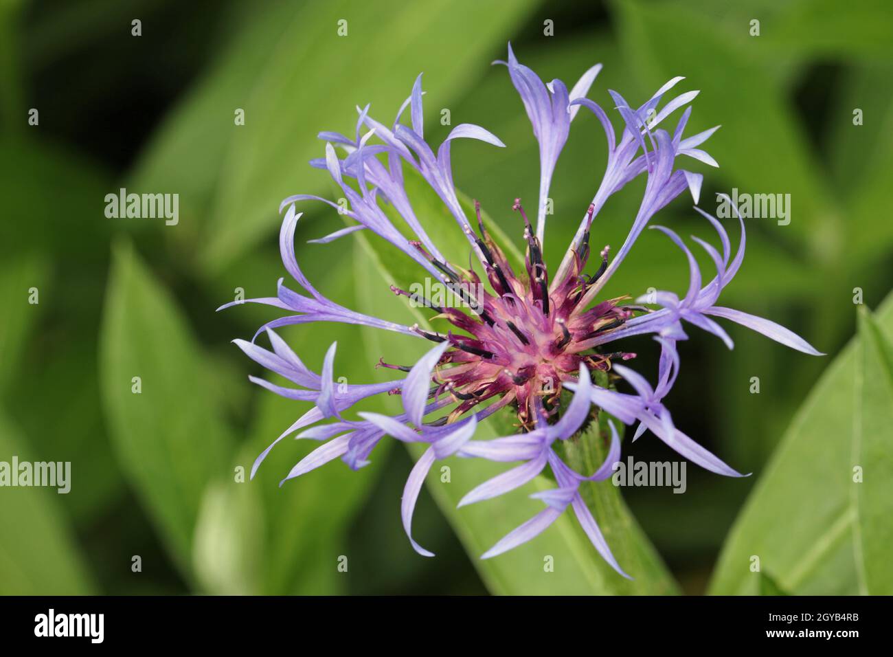 Cryptostegia grandiflora hi-res stock photography and images - Alamy