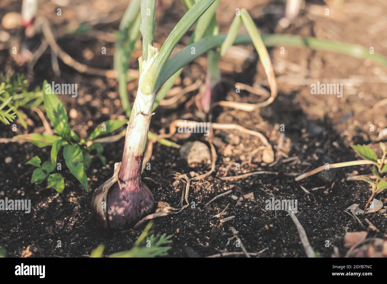 Red onions in soil hi-res stock photography and images - Alamy