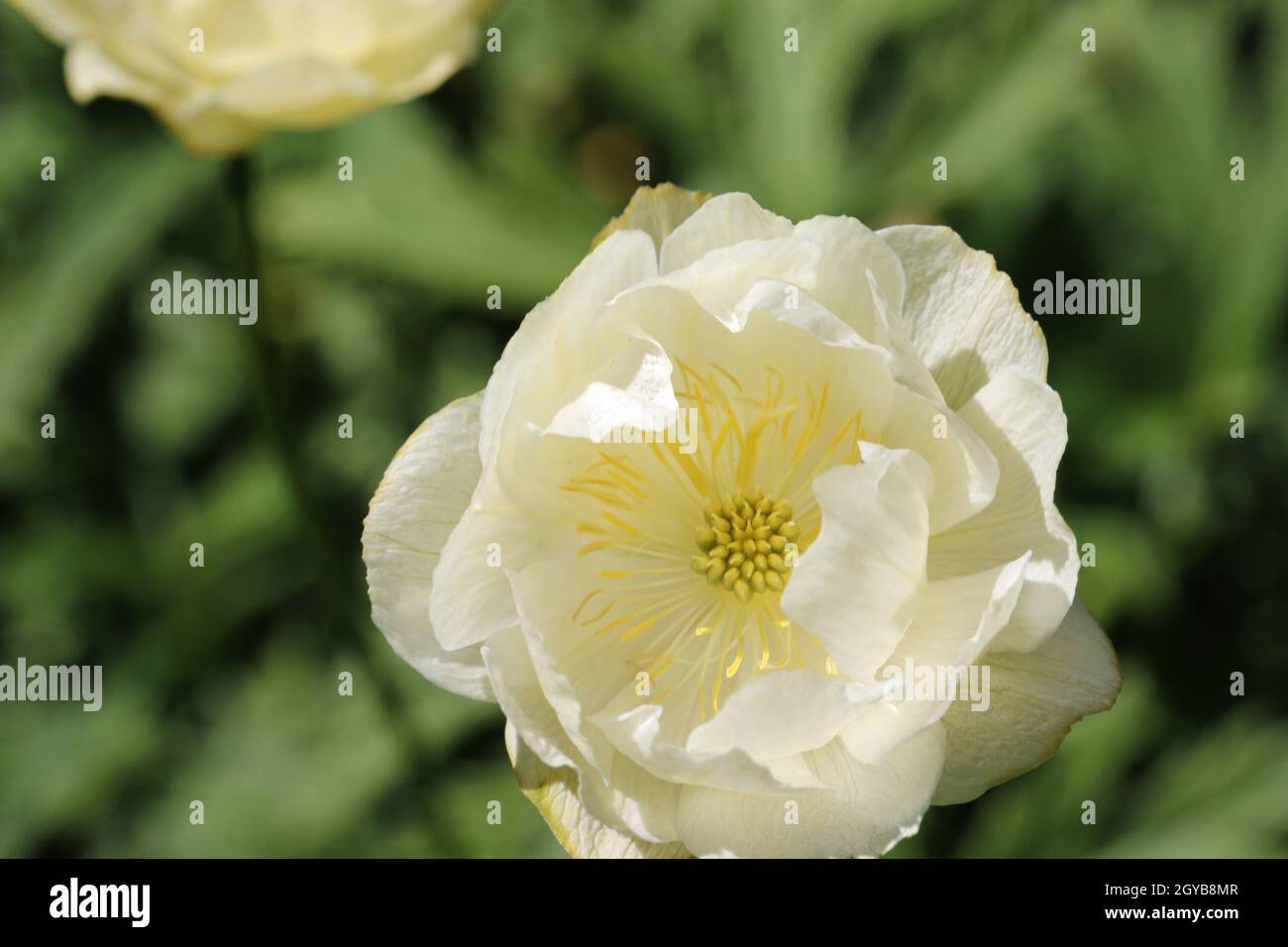 Pale yellow hybrid globeflower, Trollius x cultorum variety Alabaster, flower in close up with a background of blurred leaves and flowers. Stock Photo