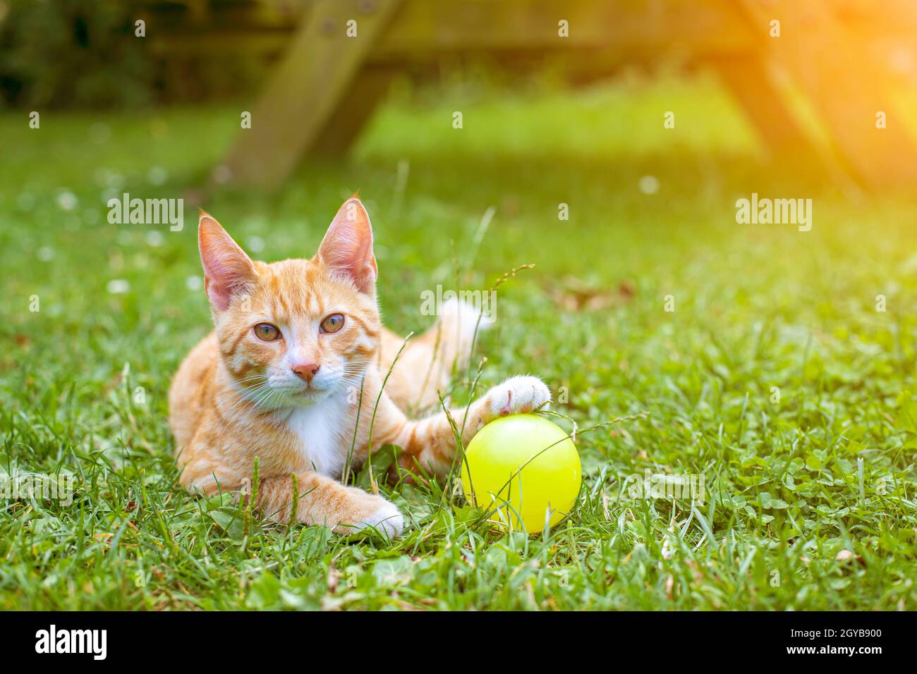 Pretty orange tabby cat playing through grass outside Stock Photo - Alamy