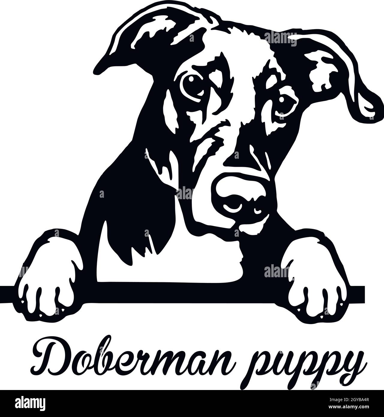 Doberman face Black and White Stock Photos & Images - Alamy