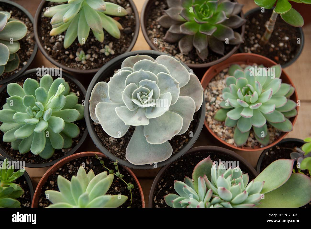 Succulents rosettes in pots, top view. Composition of colorful varieties of echeveria and sedum plants. High quality photo Stock Photo