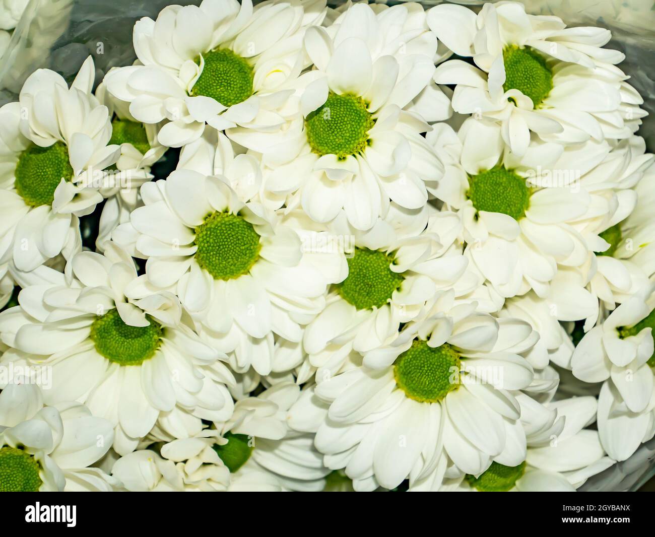 Festive bouquet of white decorative daisy flowers. Mothers Day ...
