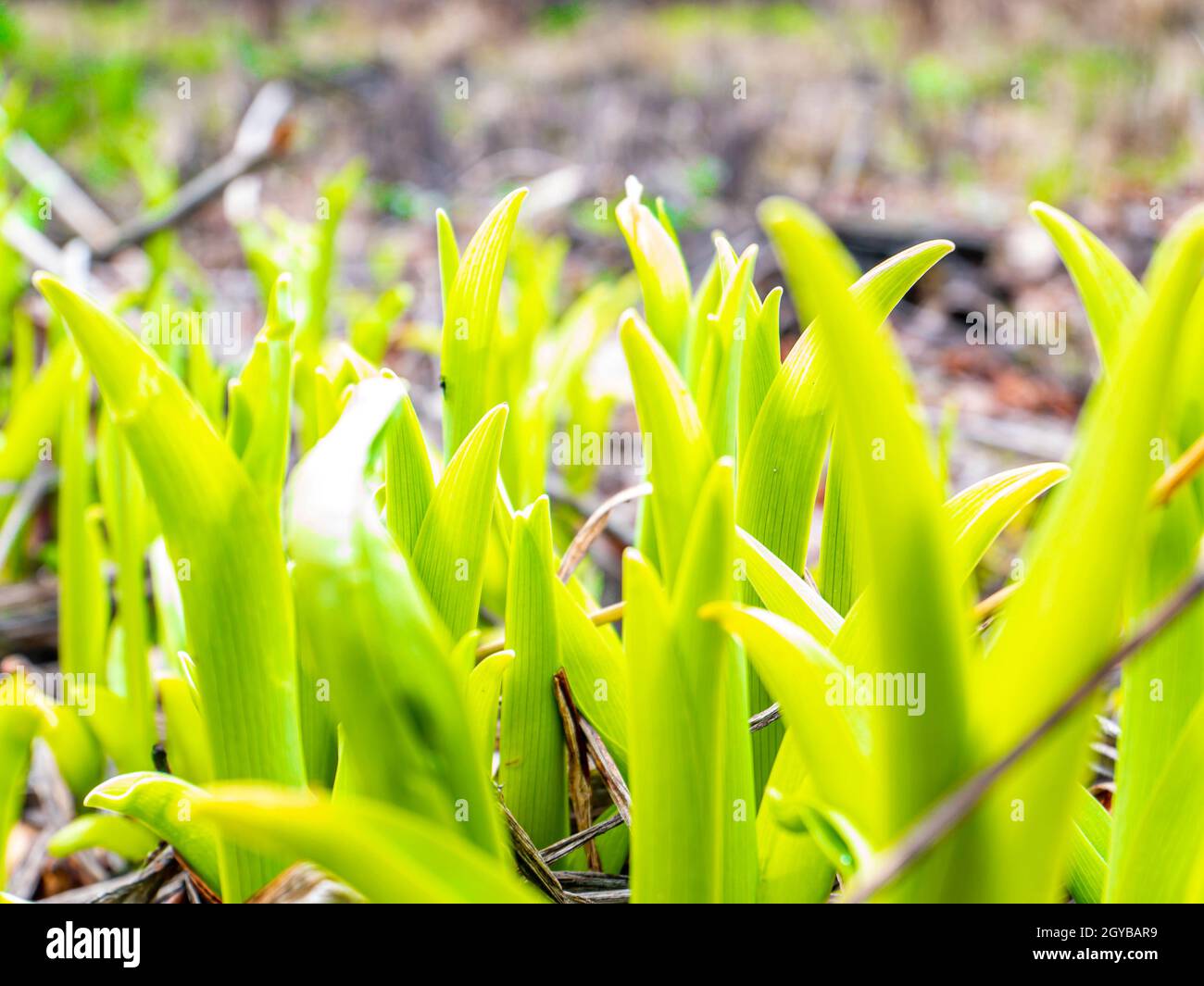 Spring green shoots of field plants under the sun. Earth Day. Place for text. Stock Photo