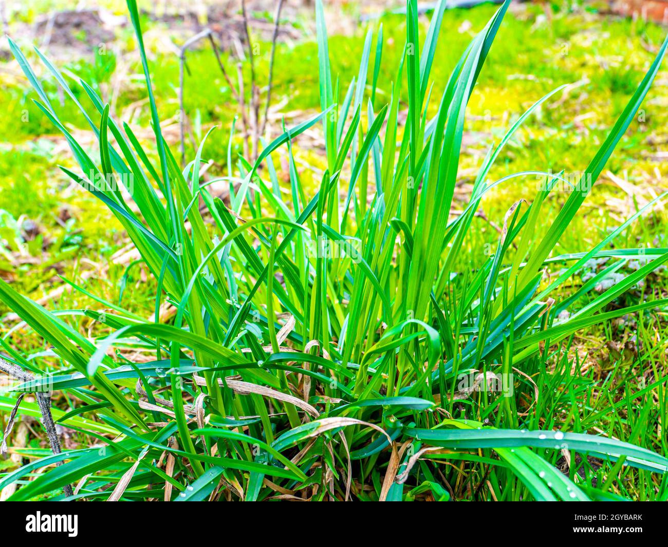 Spring green shoots of field plants under the sun. Earth Day. Place for text. Stock Photo