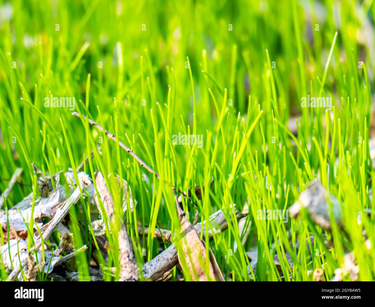 Spring green shoots of field plants under the sun. Earth Day. Place for text. Stock Photo