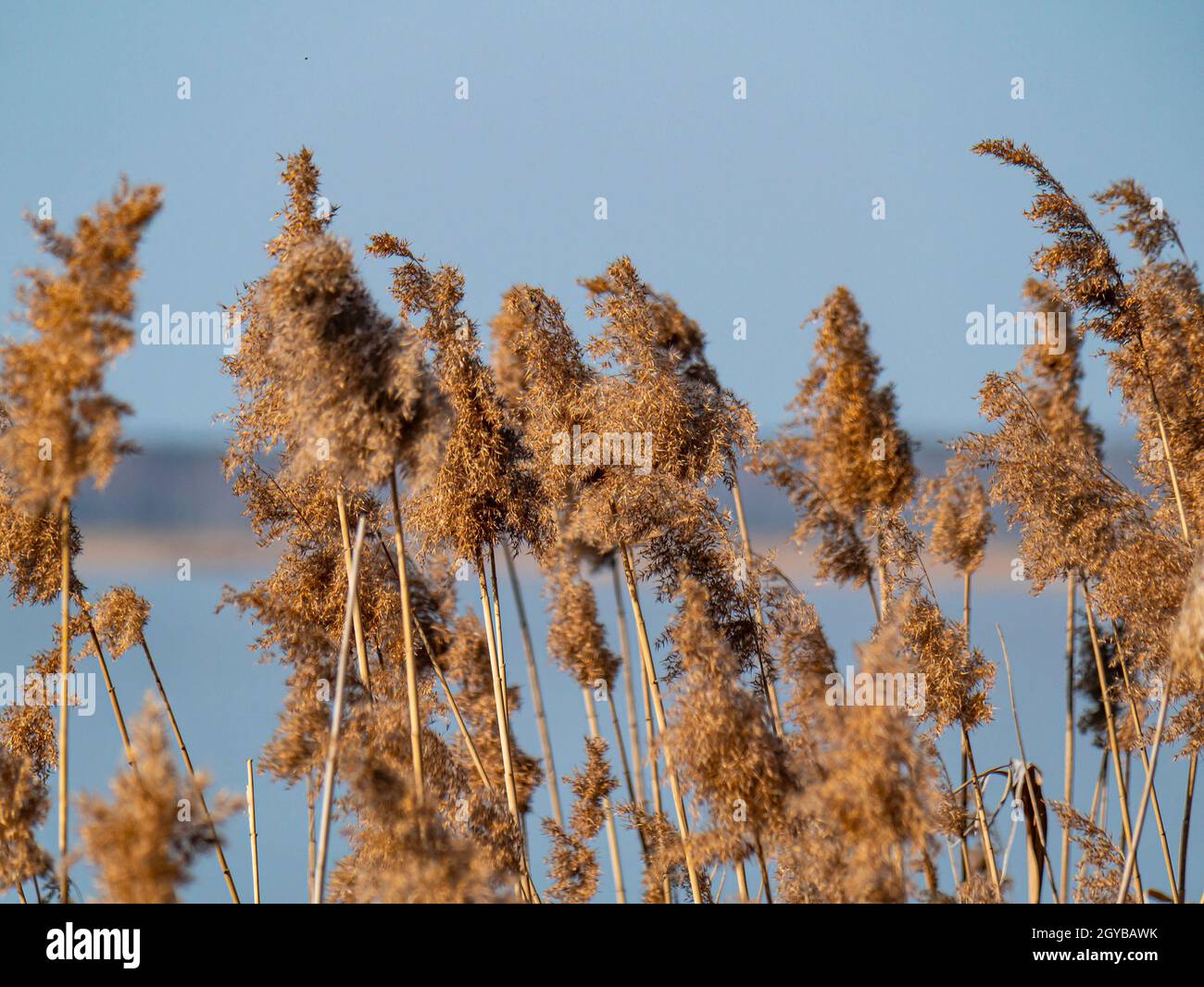 Reed cane above the surface of the water. Natural background. A place ...