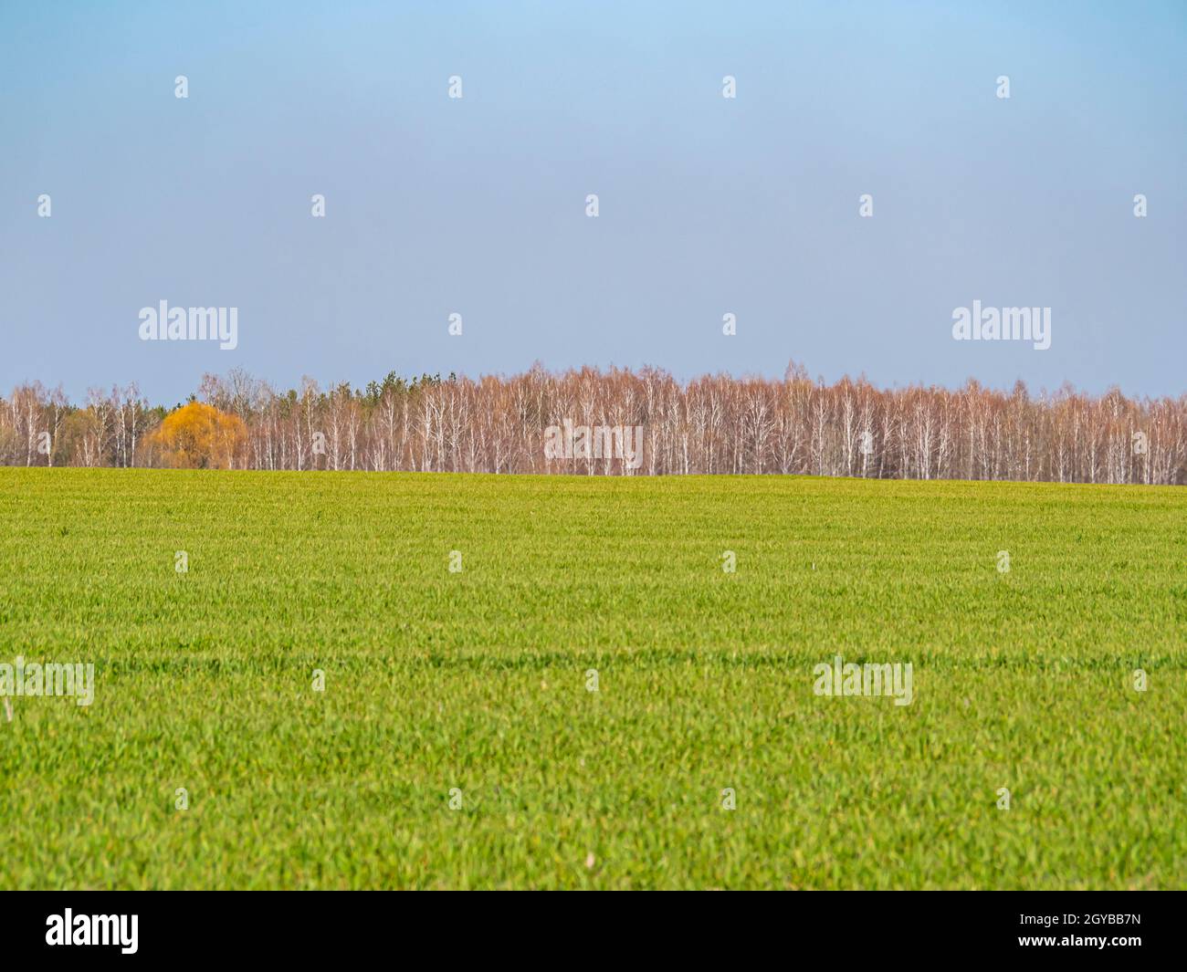 Spring shoots of winter crops on a farm field on a sunny day with blue ...