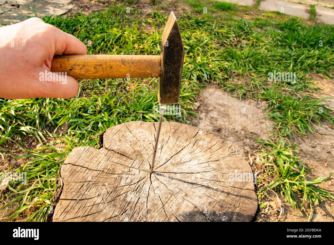 Golden tree stump table hires stock photography and images Alamy