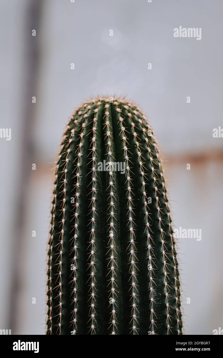 Golden spined saguaro hi-res stock photography and images - Alamy