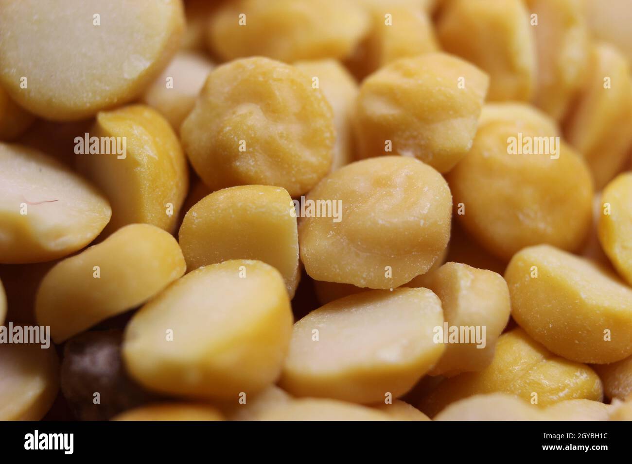 Yellow chickpea lentils seeds macro closeup view. Chana daal or yellow