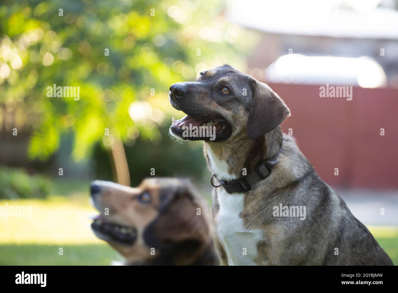 Dogs playing in the yard Stock Photo - Alamy