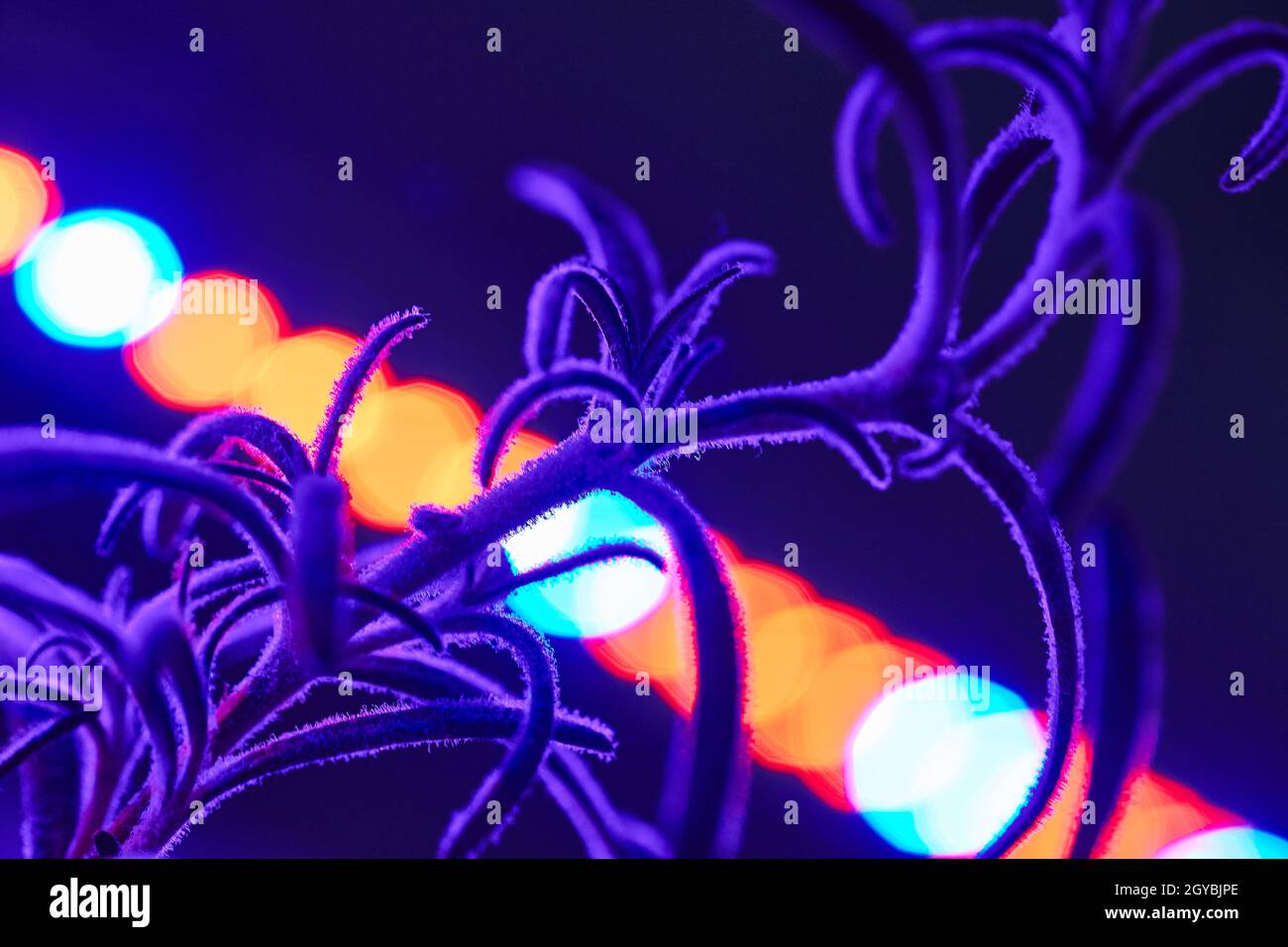 An herb plant with a stream of multiple lights with varying colors behind it all in purple Stock Photo