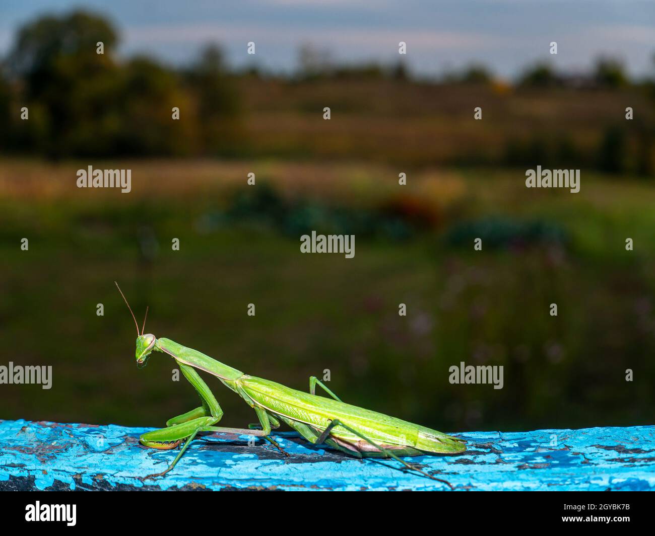 Animal insect green religious mantis is a family of arthropods. A flying insect is a green religious mantis. Canibalism in animals. Beetle insect outl Stock Photo