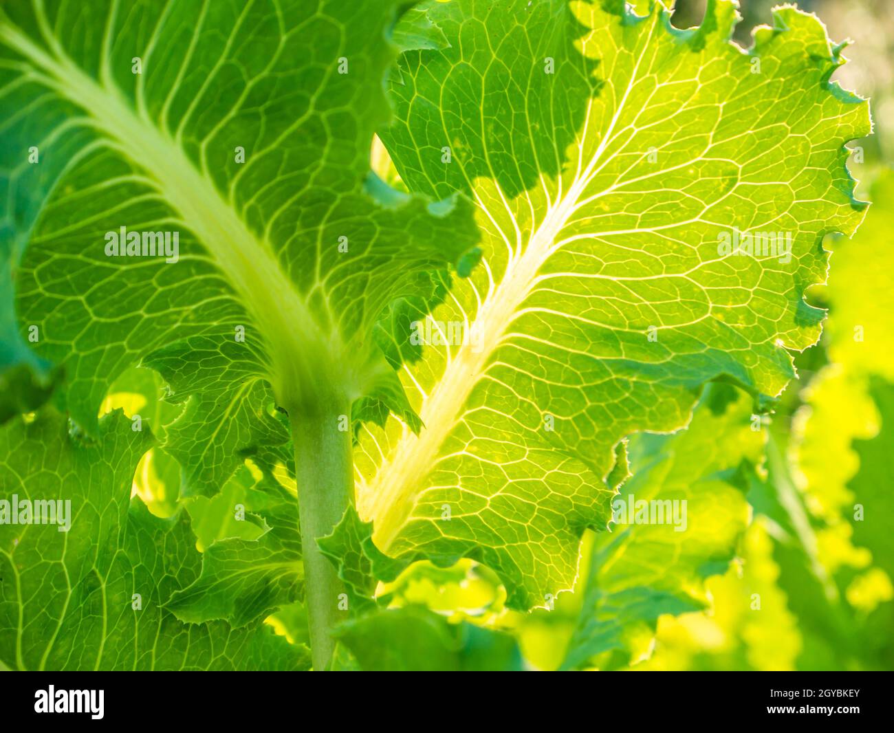 Green leaves of lettuce on a bed of a farm field in the sun. Agricultural crop. Harvesting. Summer day. Vitamin salad. Background image. Template with Stock Photo