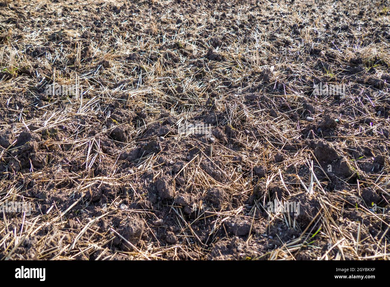 Agricultural Field with Stubble After Harvesting Cereal Stock Photo - Alamy