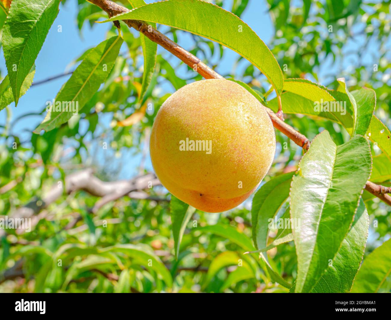 Peach fruit on a background of blue sky. Harvesting peaches in the garden. Food photo. Fruit juice. Agriculture. Vegetarian food. Vitamins. Tree branc Stock Photo