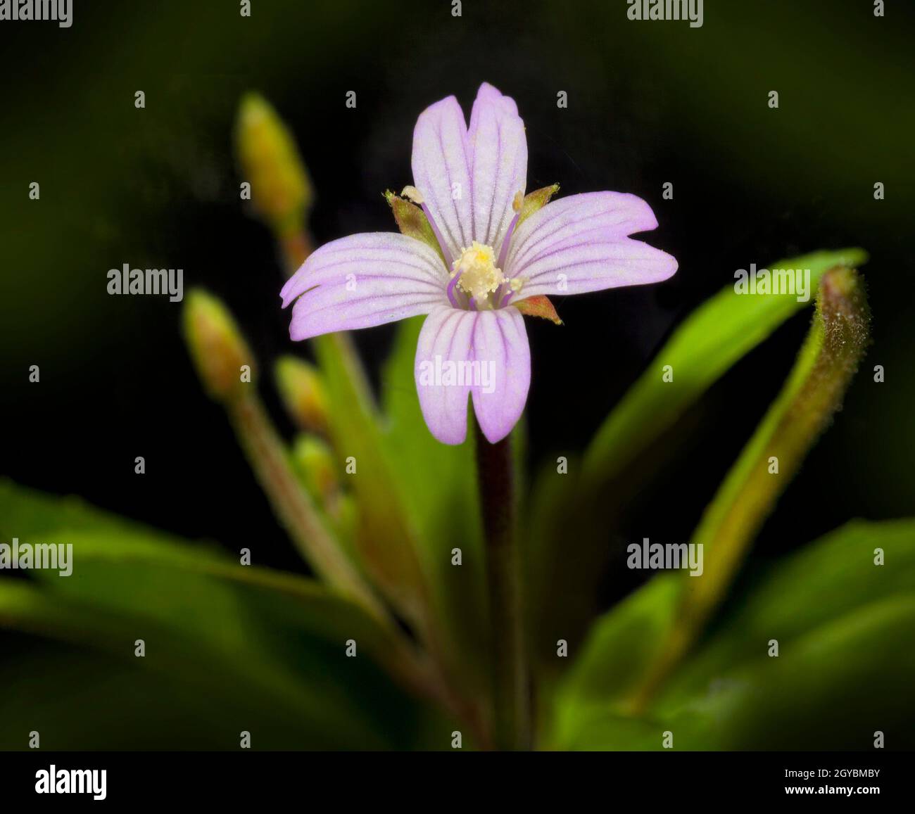 Flower of the Short fruited willow herb, Epilobium obscurum Stock Photo