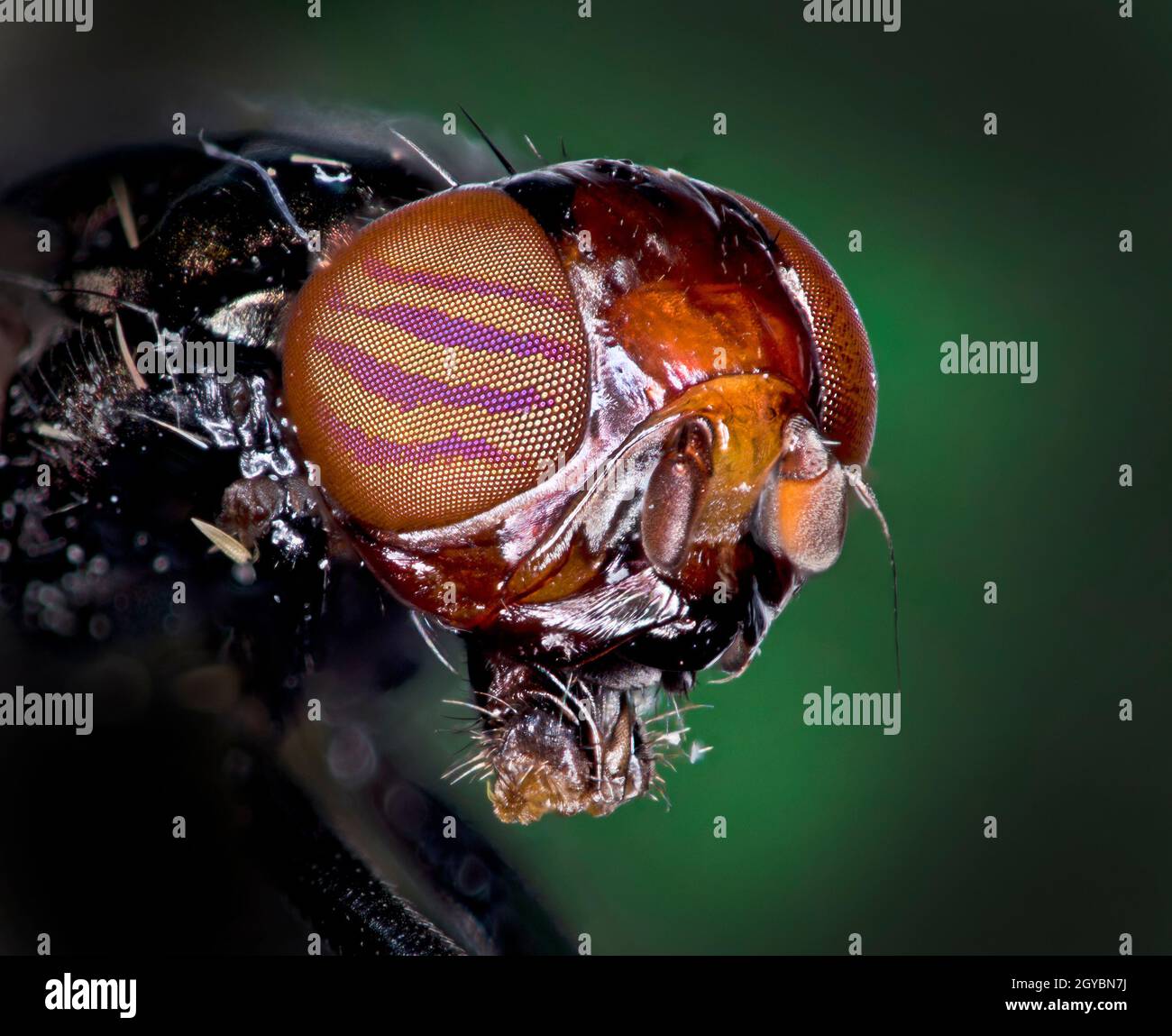 Band winged wingwaver hi-res stock photography and images - Alamy