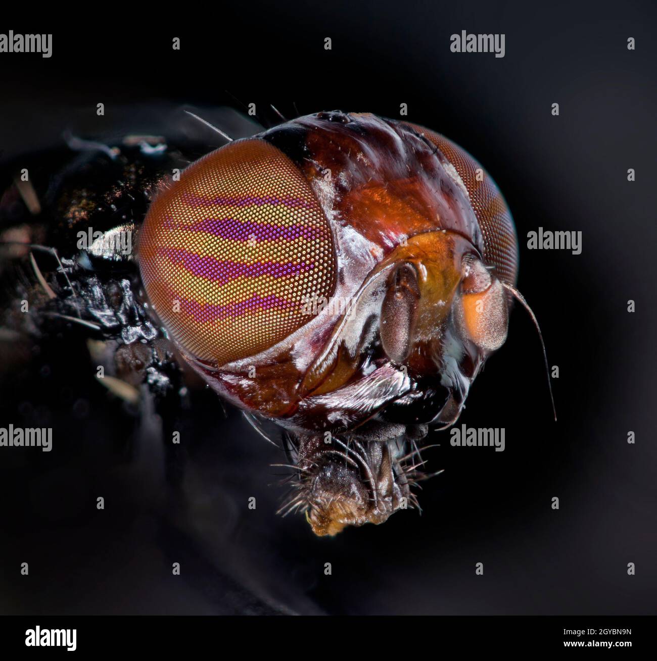 Winged head hi-res stock photography and images - Alamy