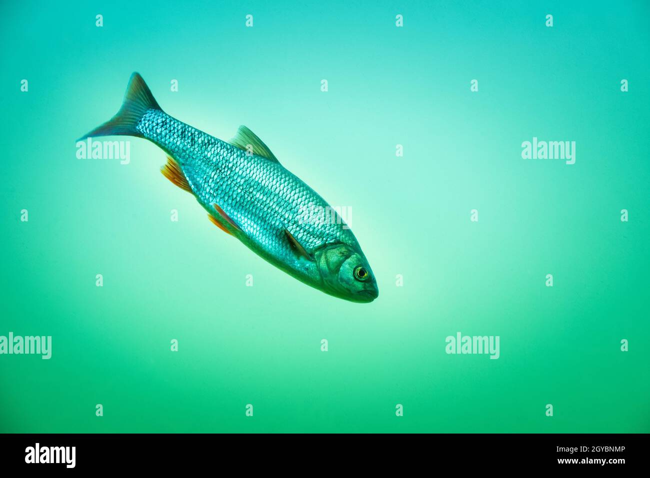 Joshua Rude Fish Rudd fish in blue hi-res stock photography and images - Alamy