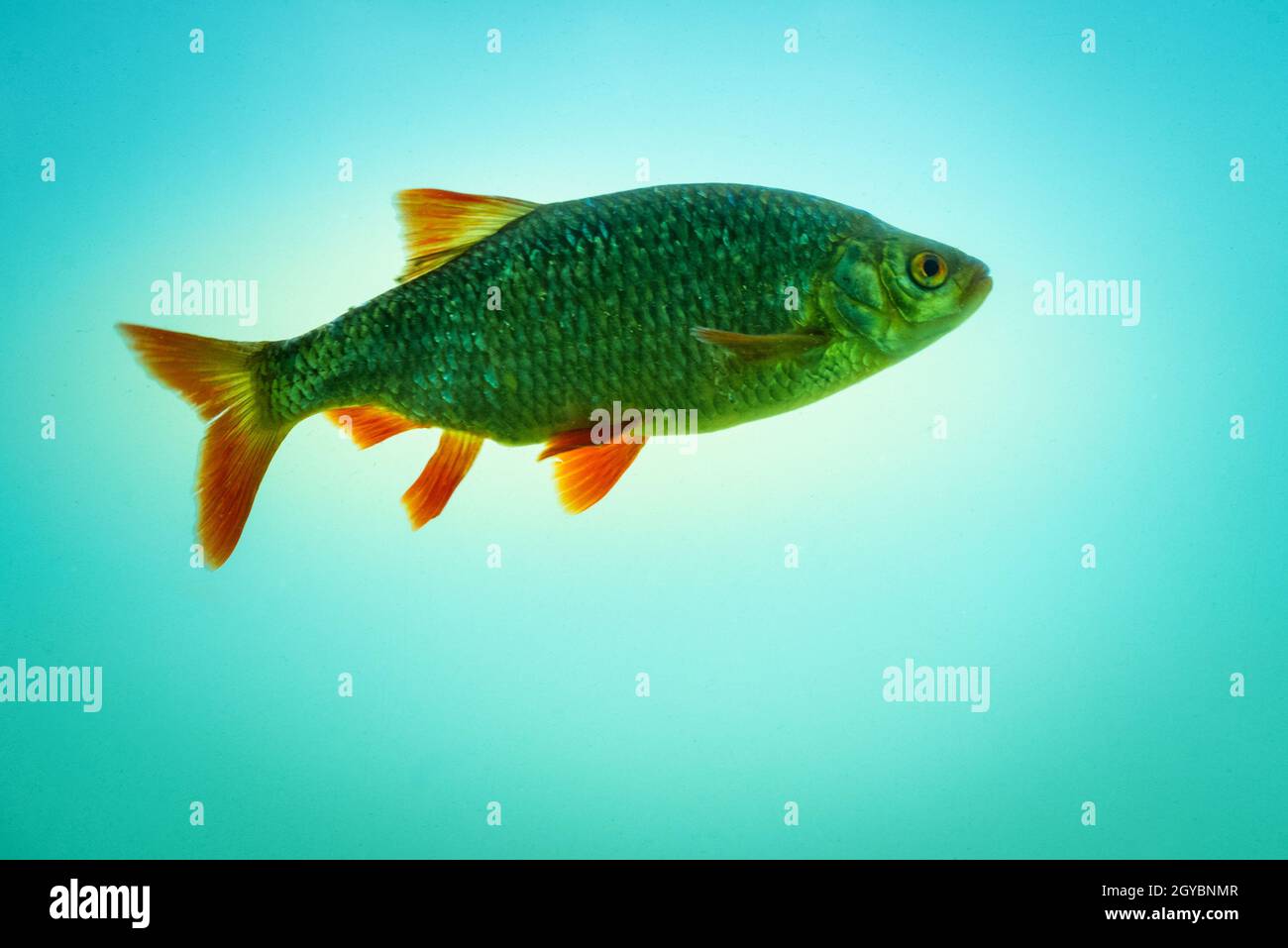 rudd fish in blue water Stock Photo - Alamy