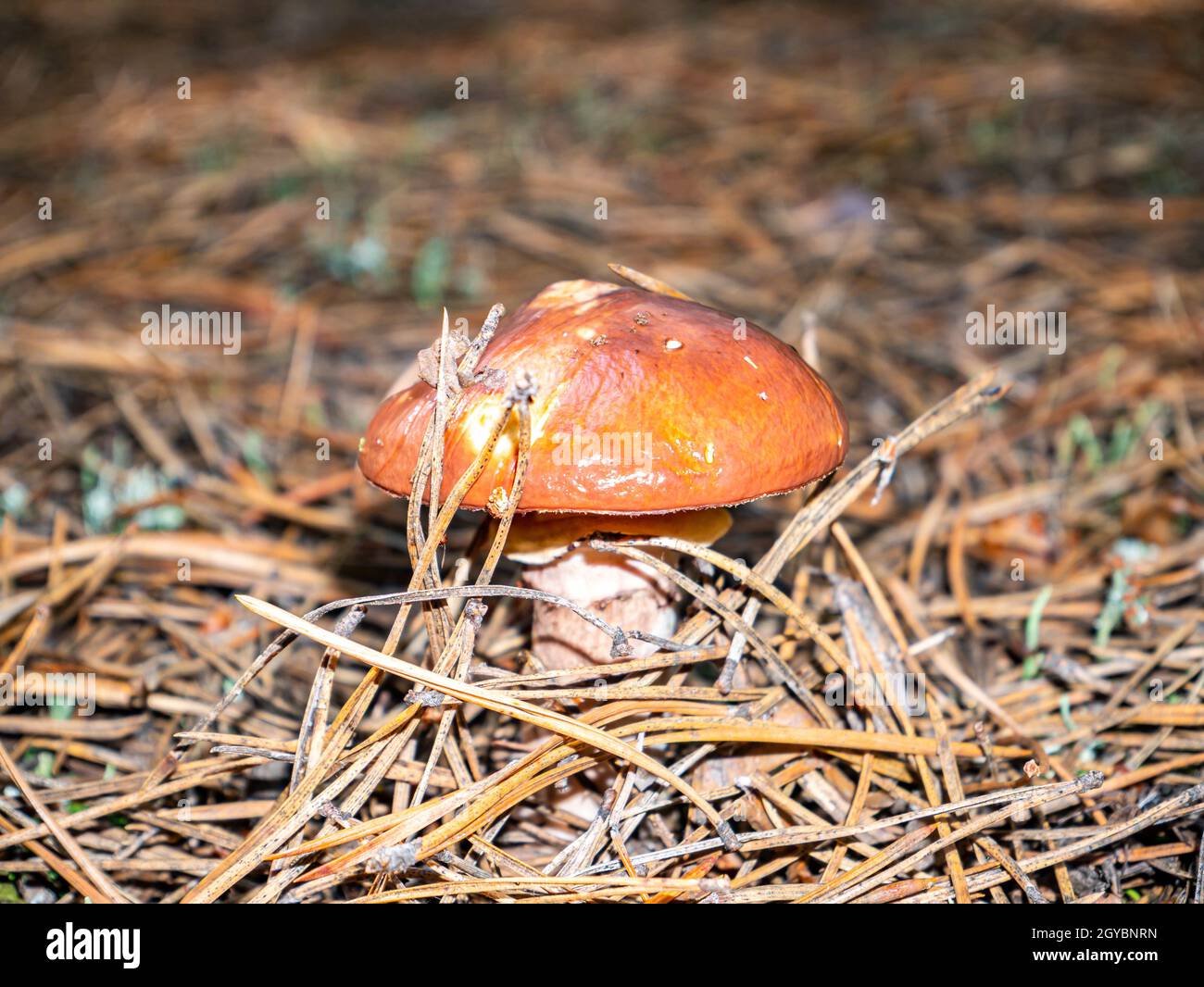 Edible oily mushroom in a pine forest. Harvesting of oily mushroom