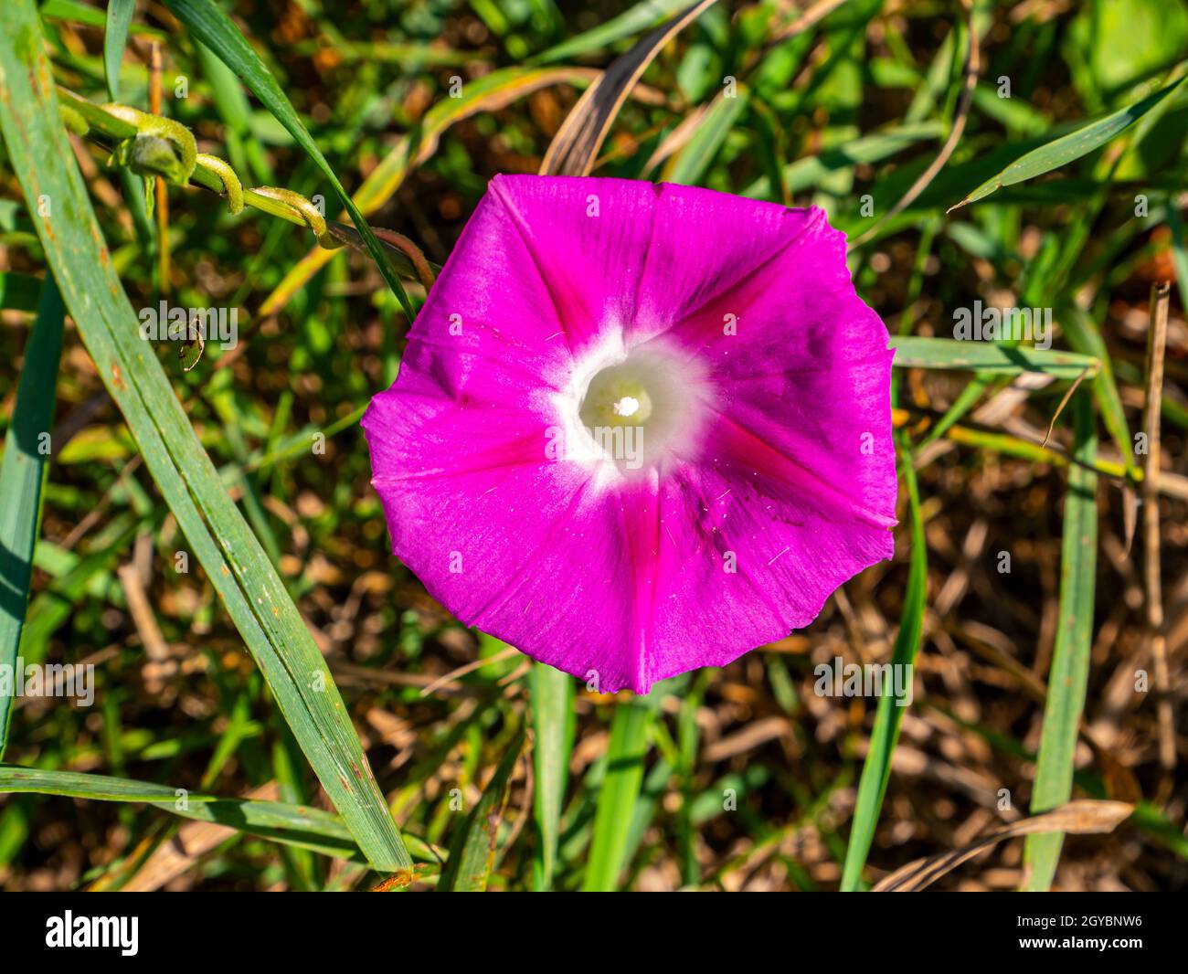 Wild flower pink bell on a background of green grass. Blooming meadow flowers. Floriculture. Summer season. Background image. Place for your text. Bot Stock Photo