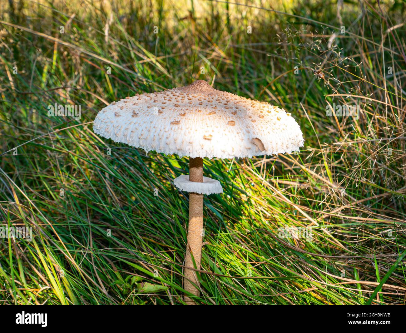 An edible umbrella mushroom growing in green grass. Mushroom umbrella