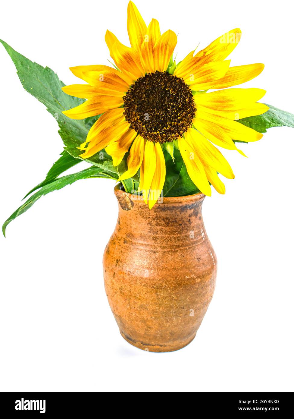 Sunflower flower in a clay jug on a white background. Yellow sunflower ...