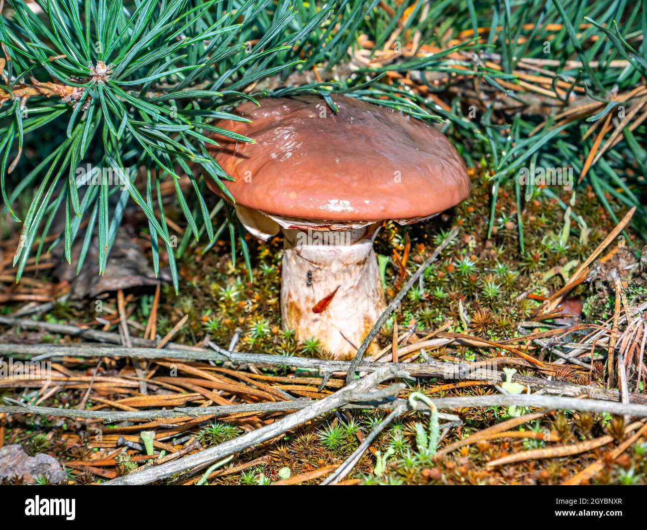 Edible oily mushroom in a pine forest. Harvesting of oily mushroom