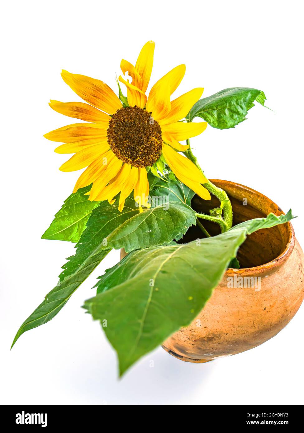 Sunflower flower in a clay jug on a white background. Yellow sunflower ...