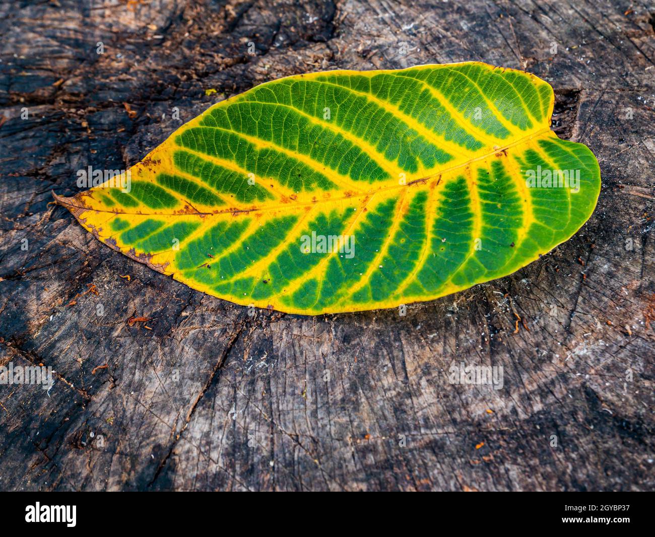 Autumn green leaf of a tree with yellow stripes. Autumn leaf of walnut tree. Fall. Background image. Place for text. Wooden background. Natural backgr Stock Photo