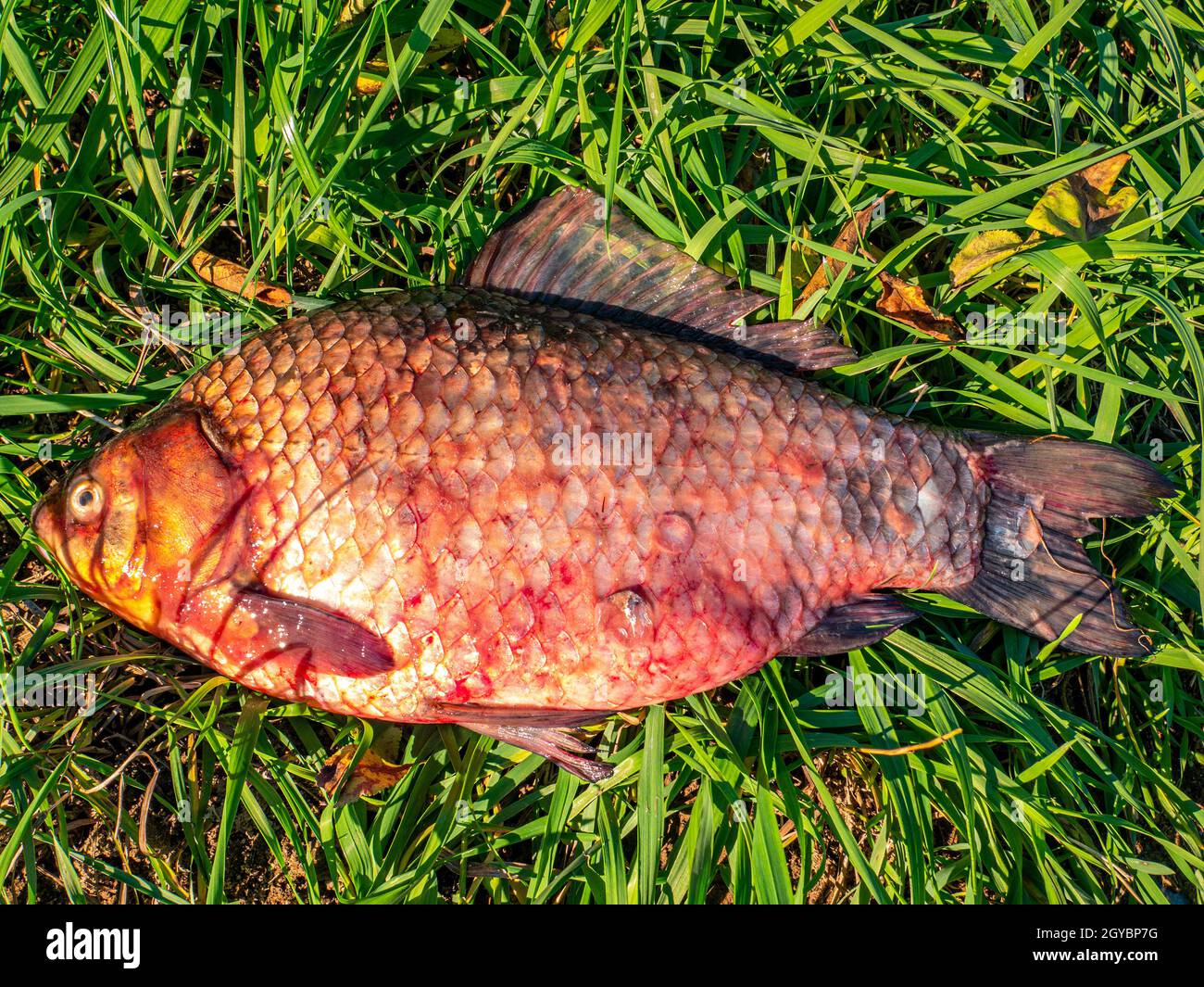 Fish carp lies on the green grass fishing catch. Fishing catch. Fish