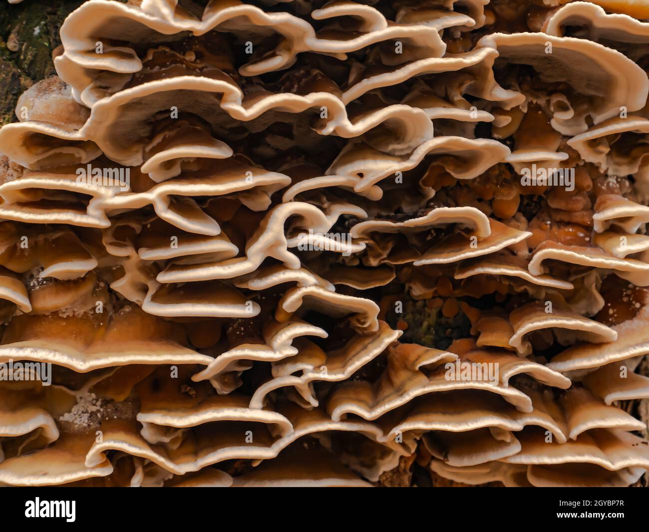 Fungus growths root sponge on a tree stump. Root sponge. Mushroom ...
